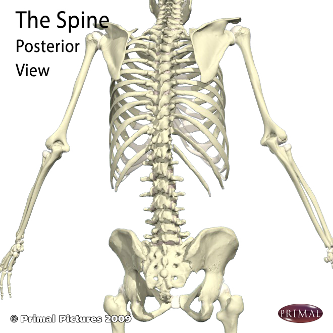 Spine posterior view